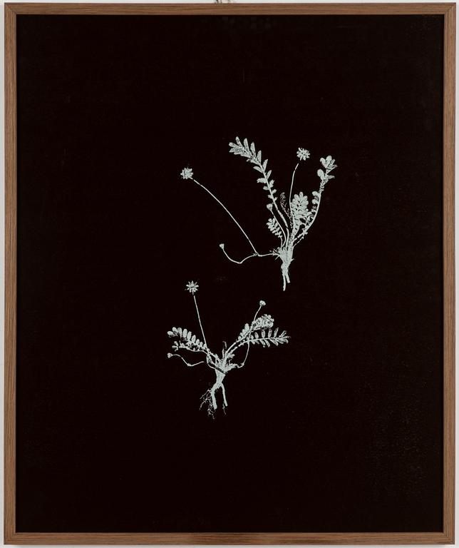 Peter Stridsberg, "Potentilla Anserina".