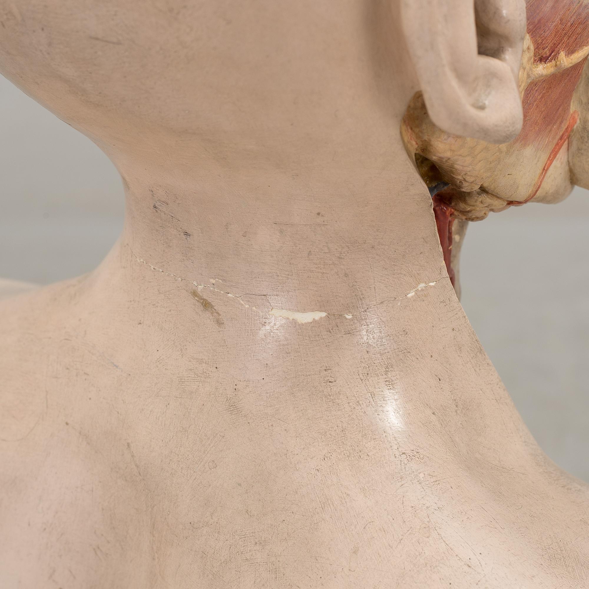 An anatomical model by Franz Jos. Steger, Leipzig, mid 20th century.