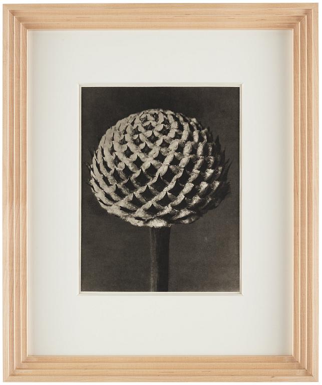 Karl Blossfeldt, "Urformen der Kunst", 1928 (22 st).