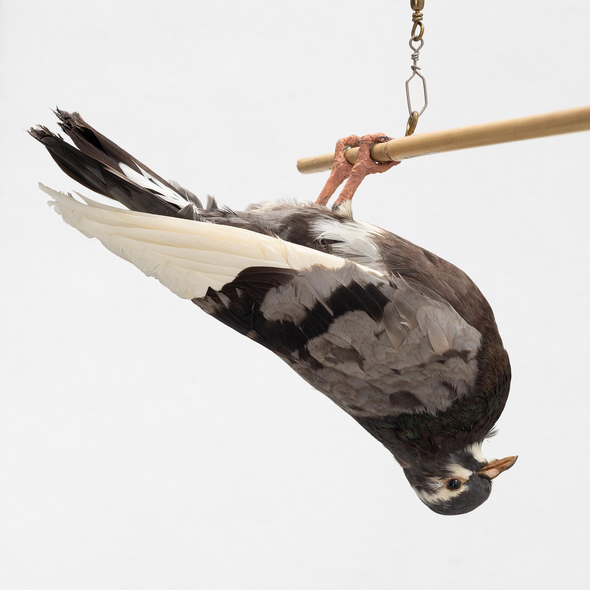 Lotta Hannerz, mixed media, (stuffed pigeon & bamboo stick), 2005.