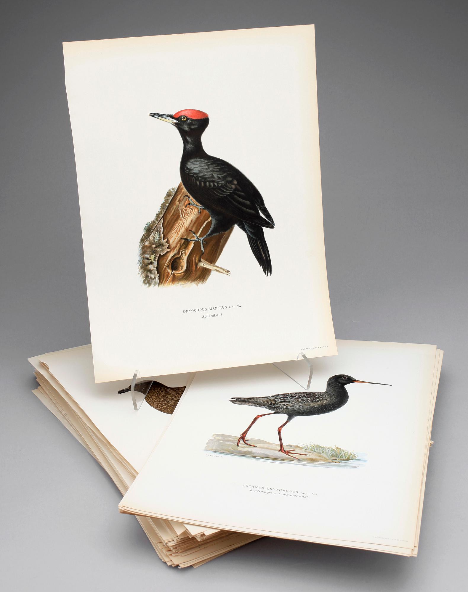 LITOGRAFISKA TRYCK, ca 170 st, ur von Wrights "Svenska fåglar", A. Börtzells, Stockholm, 1920-tal.