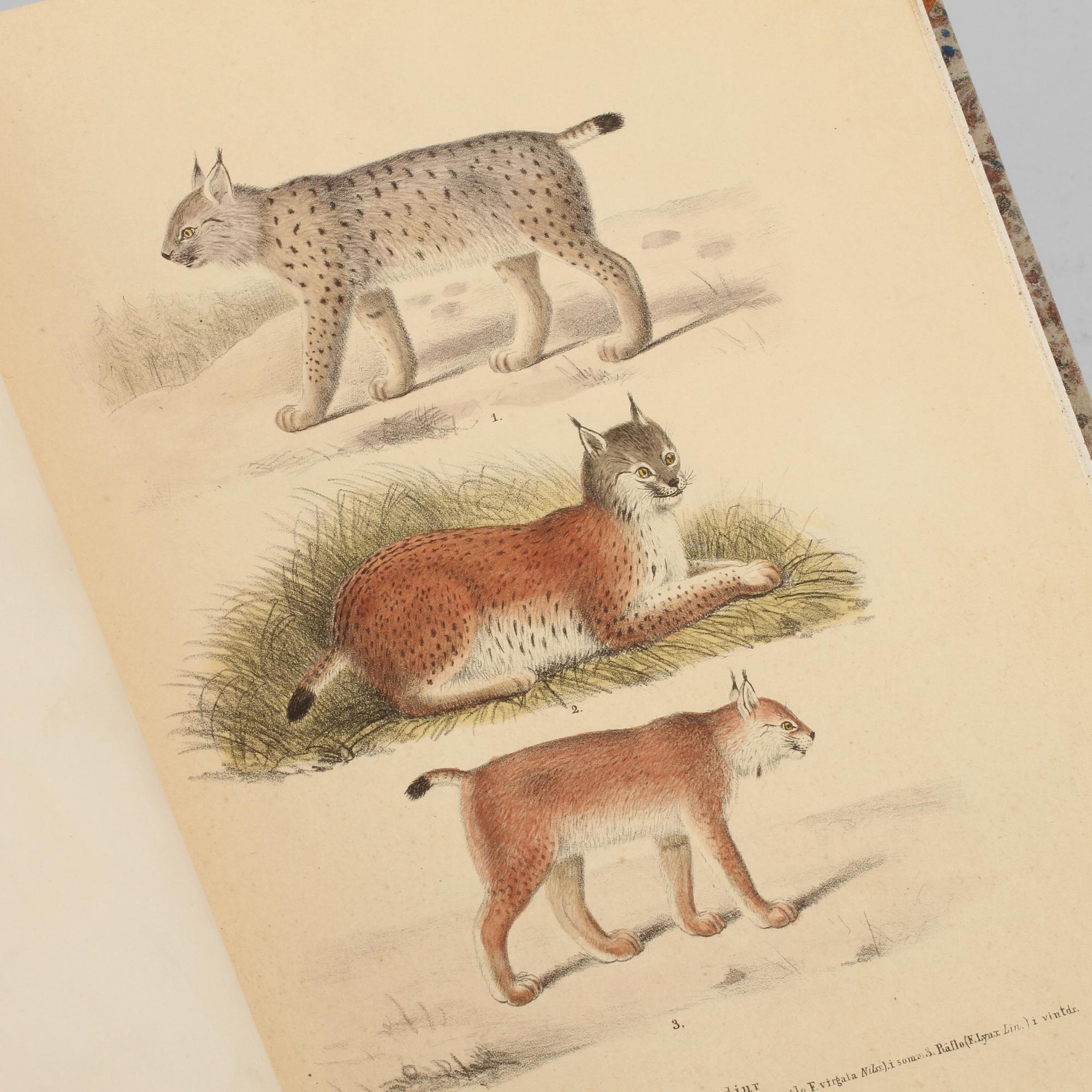 BOK, "Skandinaviska däggdjur tecknade efter naturen",  lithografierade, tryckte och utgifne av M. Körner, Lund, 1855.