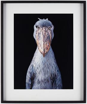 Tim Flach, "Shoebill", 2018.