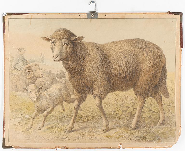 SKOLPLANSCHER, 3 st, 1900-talets första hälft.