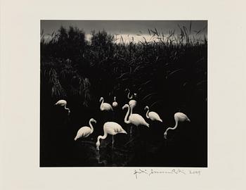 Pentti Sammallahti, "MT. ETJO, NAMIBIA, 2005".
