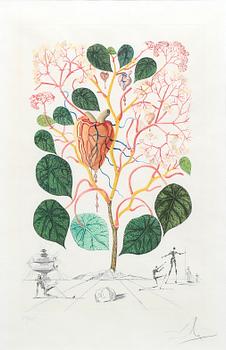 Salvador Dalí, "Begonia" ur "Flordali" 1968.