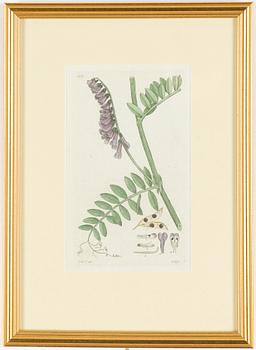 Twelve hand-coloured engravings, J.W. Palmstruch, from 'Svensk Botanik', 1802-1840.