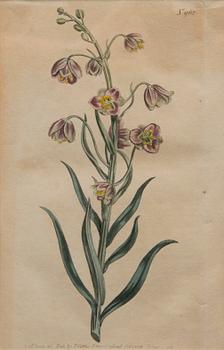 A pair of hand-coloured copper engravings after Syd Edwards, engraved by F. Sanform, 1806.