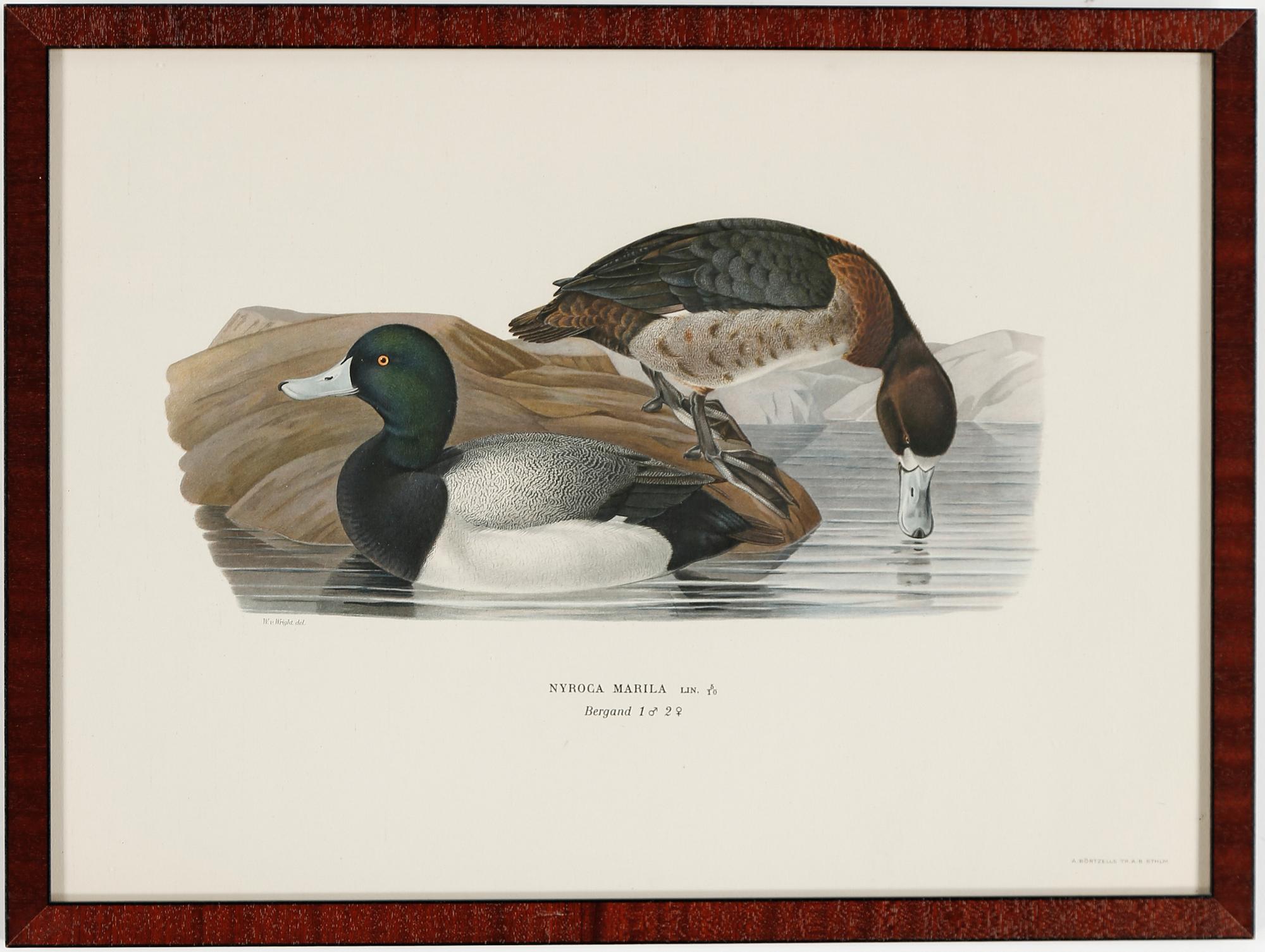 LITOGRAFIER, 15 stycken, ur "Svenska fåglar", Magnus och Wilhelm von Wright, A Börtzells, 1900-talets första hälft.