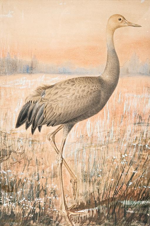 Ferdinand von Wright, A YOUNG CRANE.