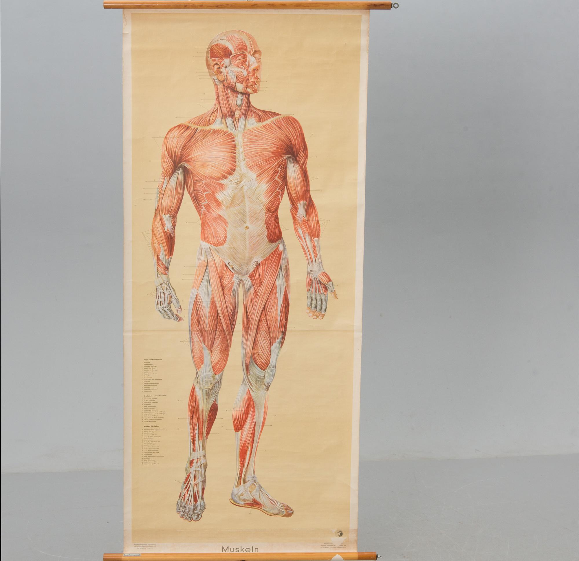 ANATOMISK PLANSCH, Anker Johanessen Kobenhavn, 1900-talets första hälft.