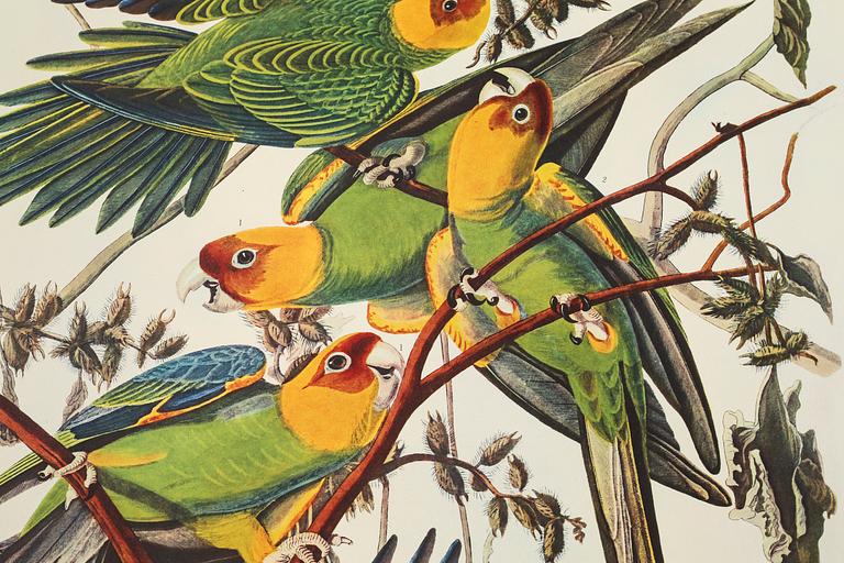 BOK, "The Birds of America", volym I, John James Audubon, numrerad 456/500, 1973.