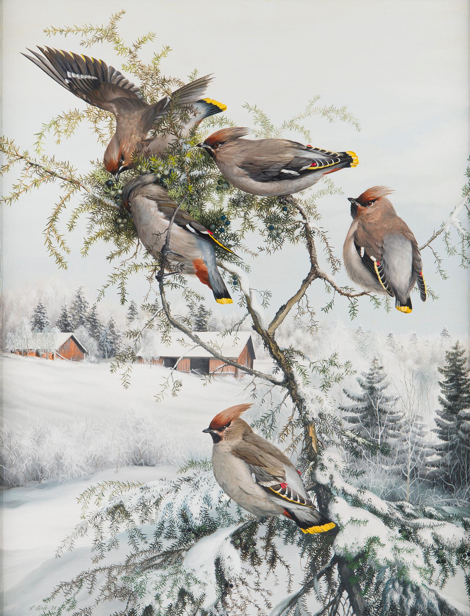 Teppo Terä, Bohemian Waxwings.