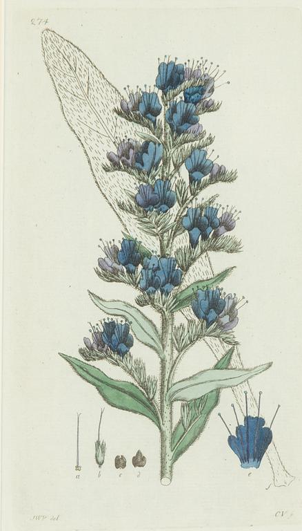 Twelve hand-coloured engravings, J.W. Palmstruch, from 'Svensk Botanik', 1802-1840.