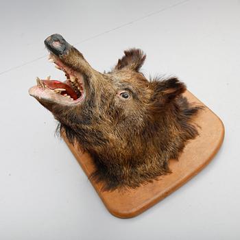 TAXIDERMI,  vildsvinshuvud.