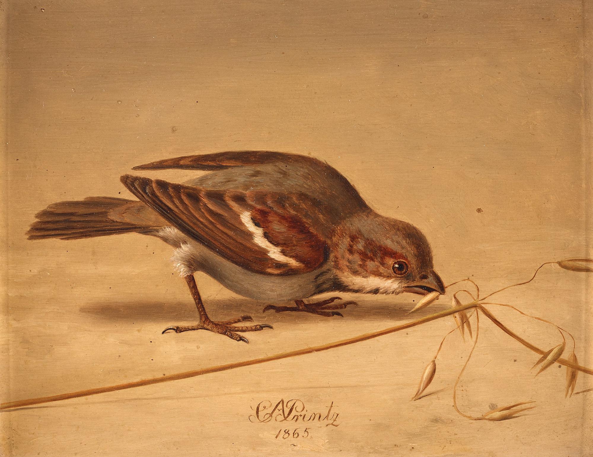 Christian August Printz, Gråsparv (Passer domesticus).