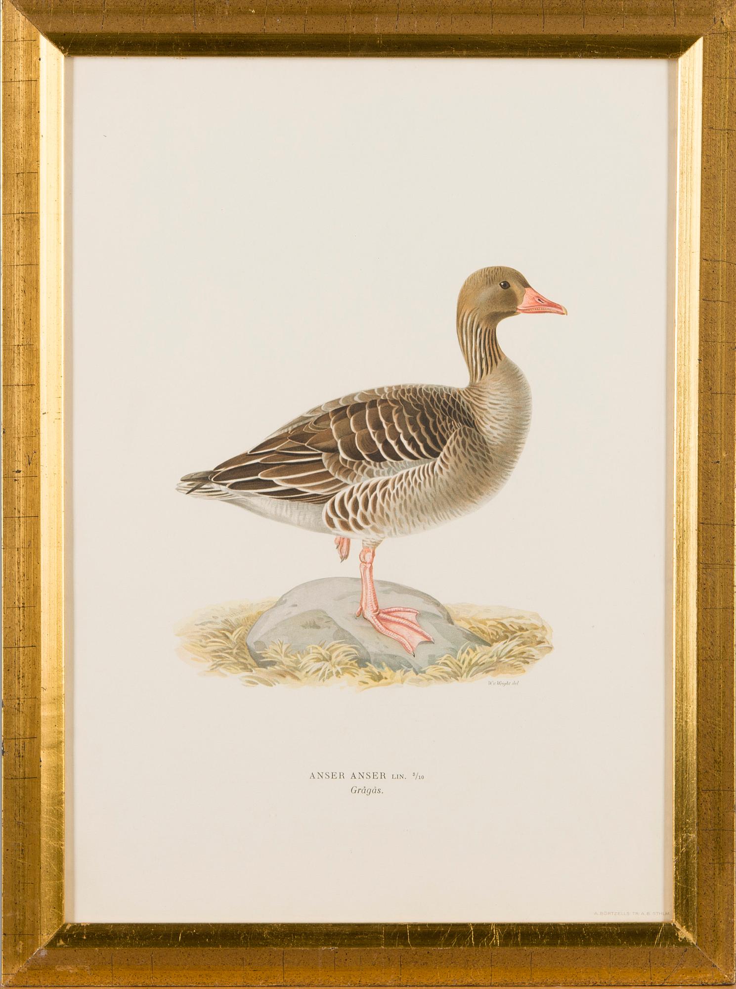 LITOGRAFIER, 5 st, efter Wilhelm von Wright och Bror Hallberg. A. Börtzell, Stockholm.