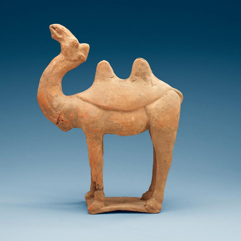 A pottery figure of a Camel, presumably Tang dynasty (618-906).