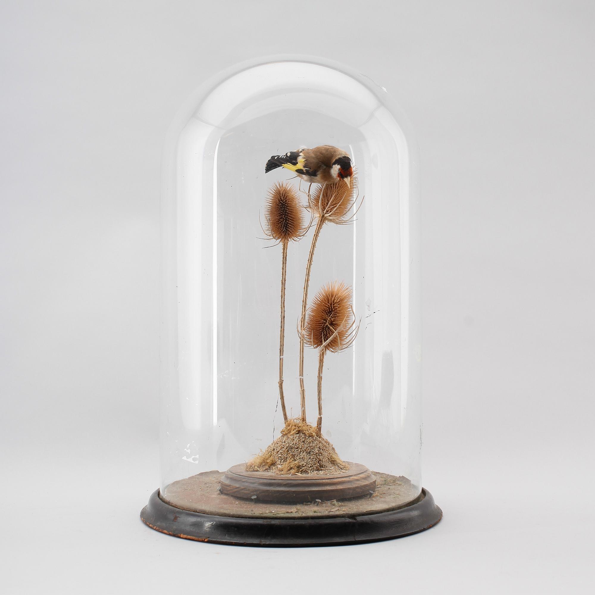 TAXIDERMI, uppstoppad fågel, England, omkring år 1900.