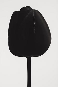 181. Björn Keller, "Black Tulip 1", 2022.