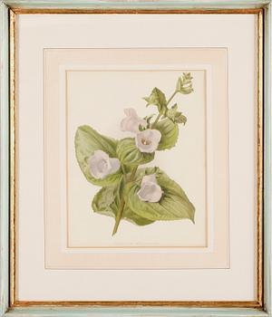 TAVLOR, 6 st, tryck, 1900-talets andra hälft.