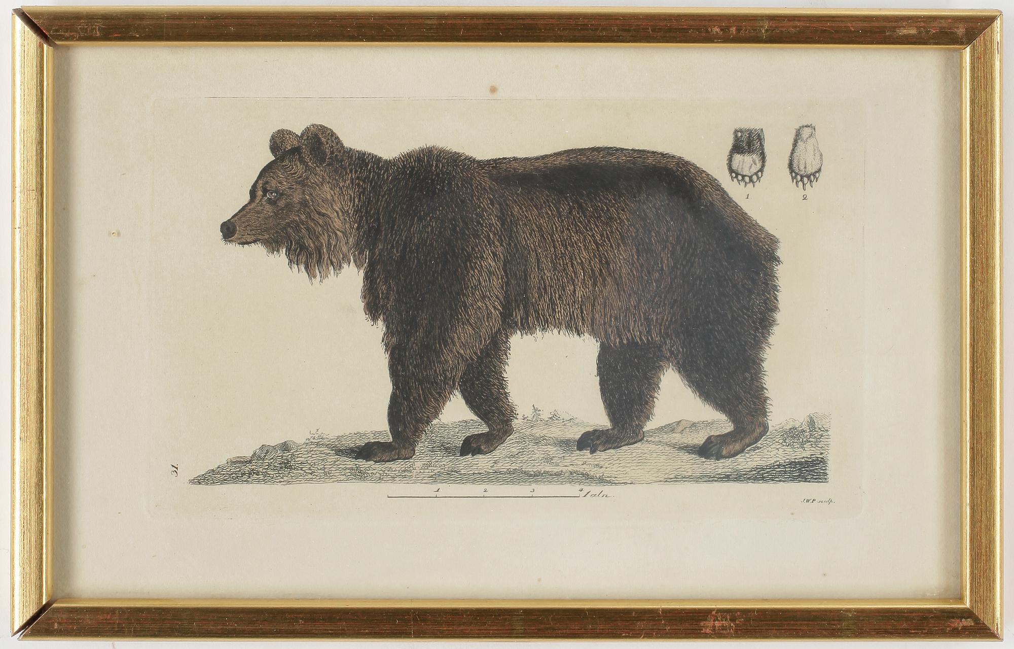 ZOOLOGISKA PLANSCHER, 5st, kolorerade gravyer, 1800-talets första hälft.