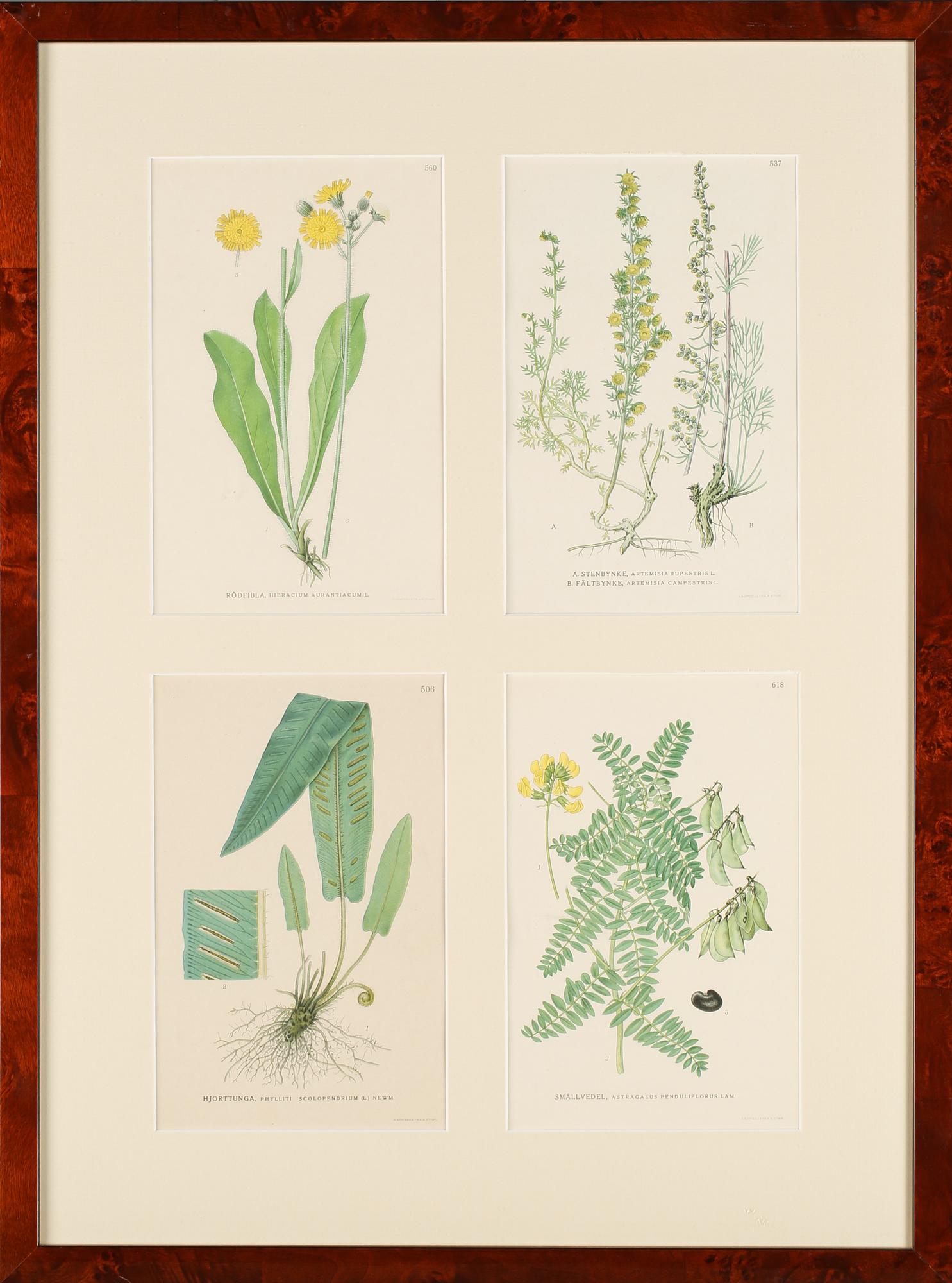 GRAFISKA TRYCK, 8 st, "Nordens flora", C.A.M Lindman, A. Börtzells, Stockholm, 1900-talets första hälft.