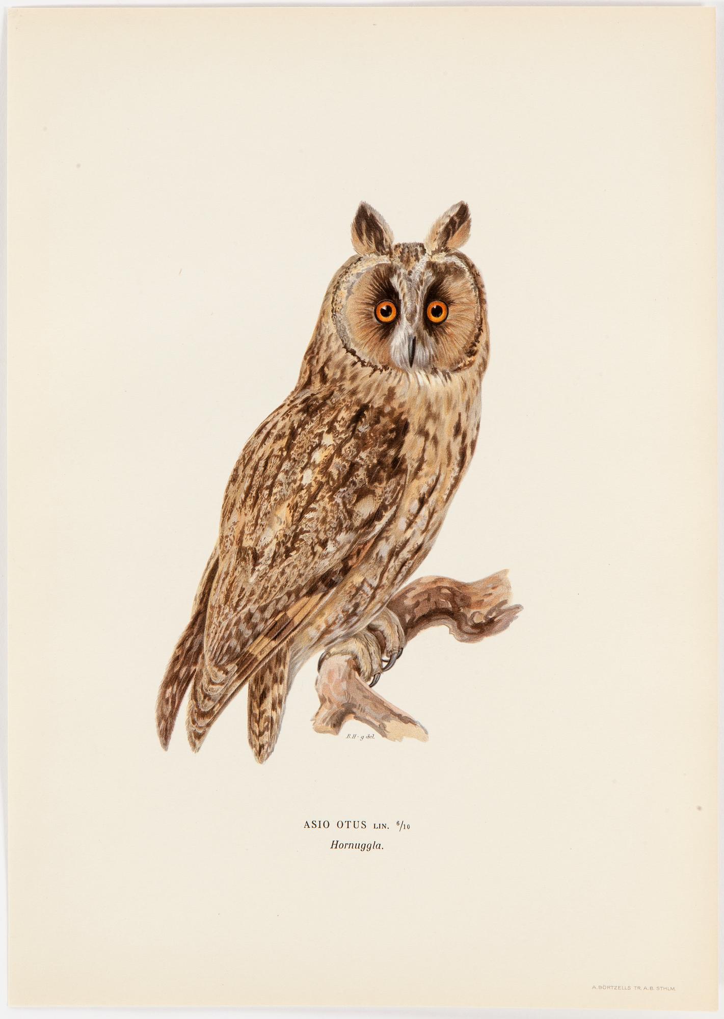 LITHOGRAPH app 120, after M & W von Wrights "Svenska fåglar", A Börtzells, Stockholm, 1917-29.