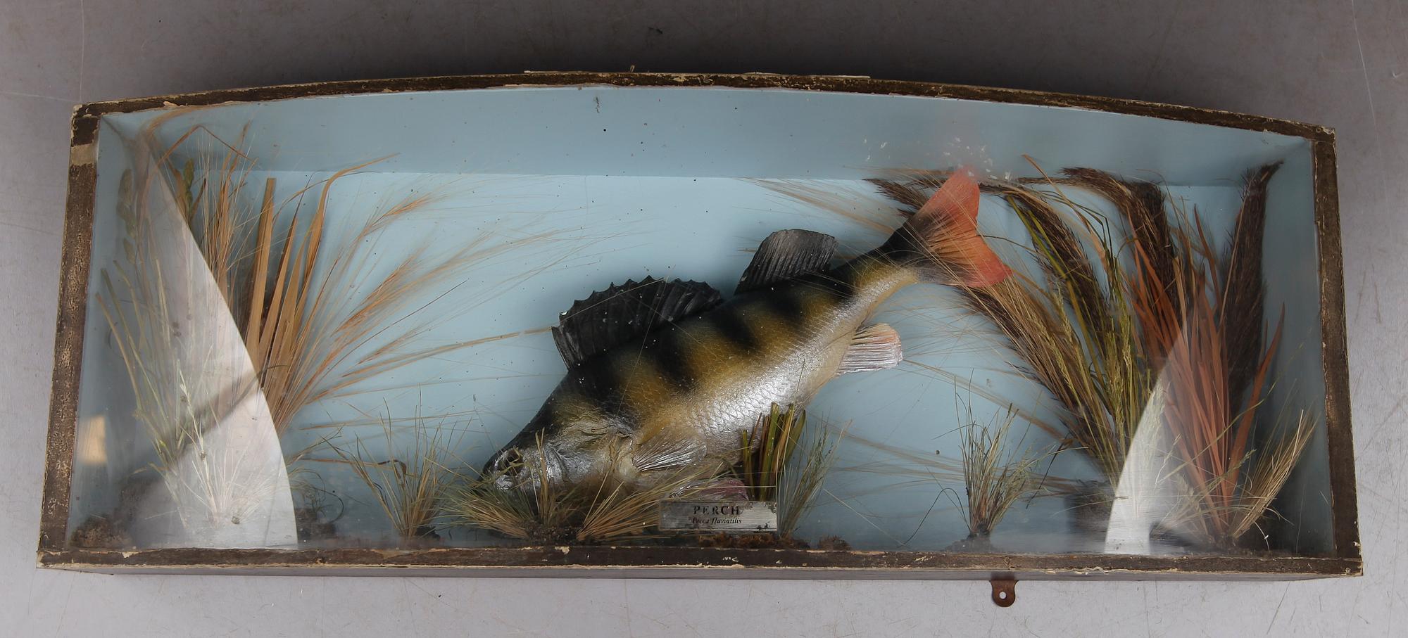 TITTSKÅP, abborre, 1900-tal.