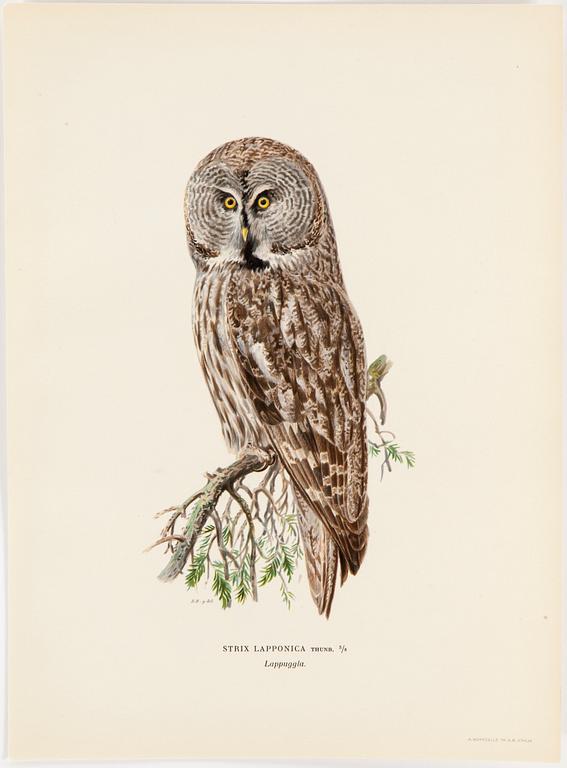 LITHOGRAPH app 120, after M & W von Wrights "Svenska fåglar", A Börtzells, Stockholm, 1917-29.