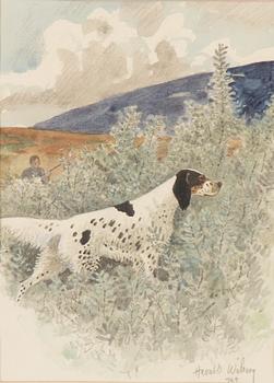 Harald Wiberg, English setter and hunter.