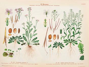 Emil Korsmo, 31 lithographic weed plates.