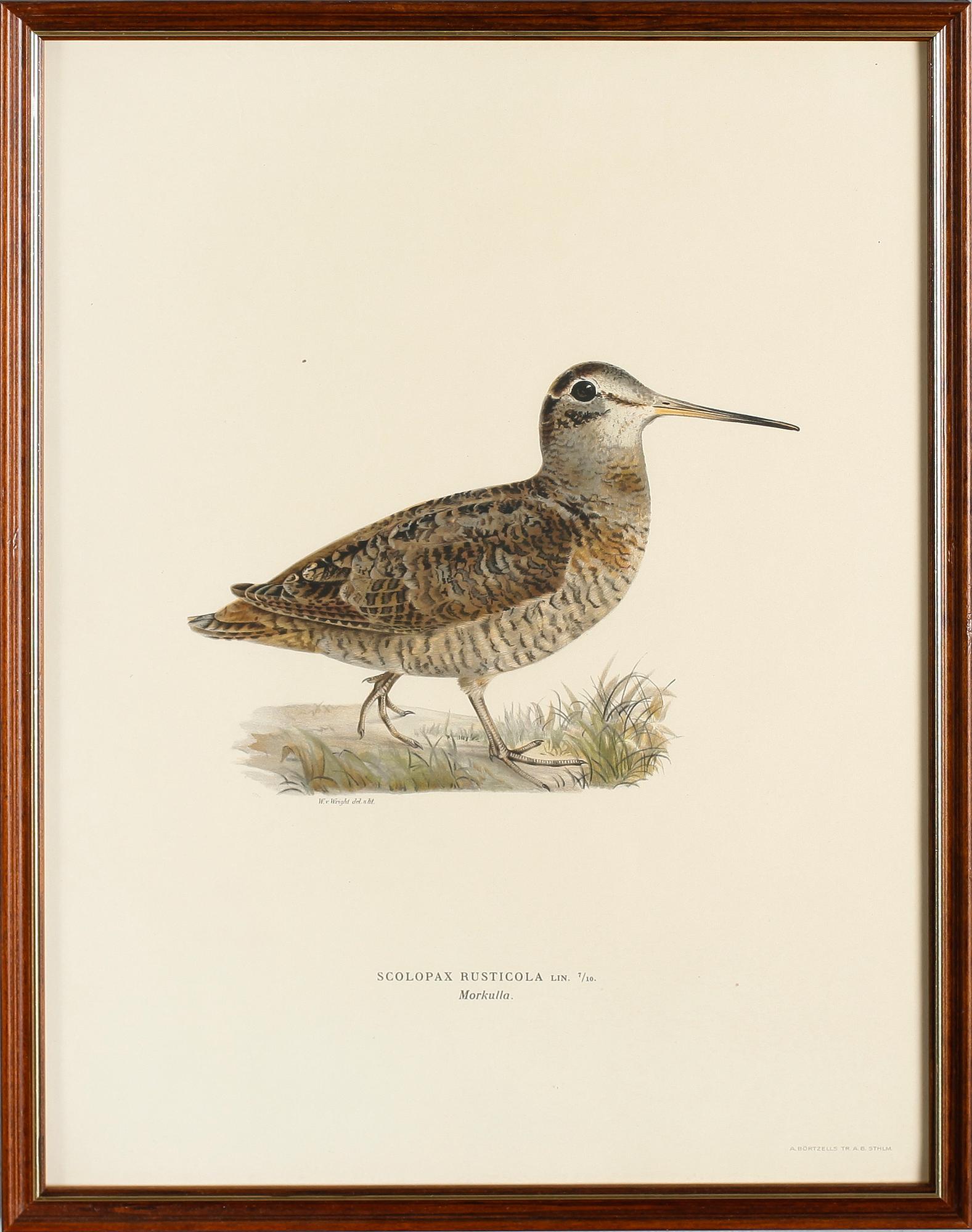 LITOGRAFISKA TRYCK, 13 st, ur von Wrights "Svenska fåglar", A. Börtzells, Stockholm.