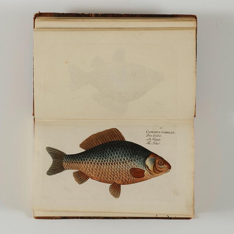 MARC ÉLIÉSER BLOCH (1723-1799), 6 vol, Ichthyologie ou Histoire Naturelle des Poissons, Berlin 1796.