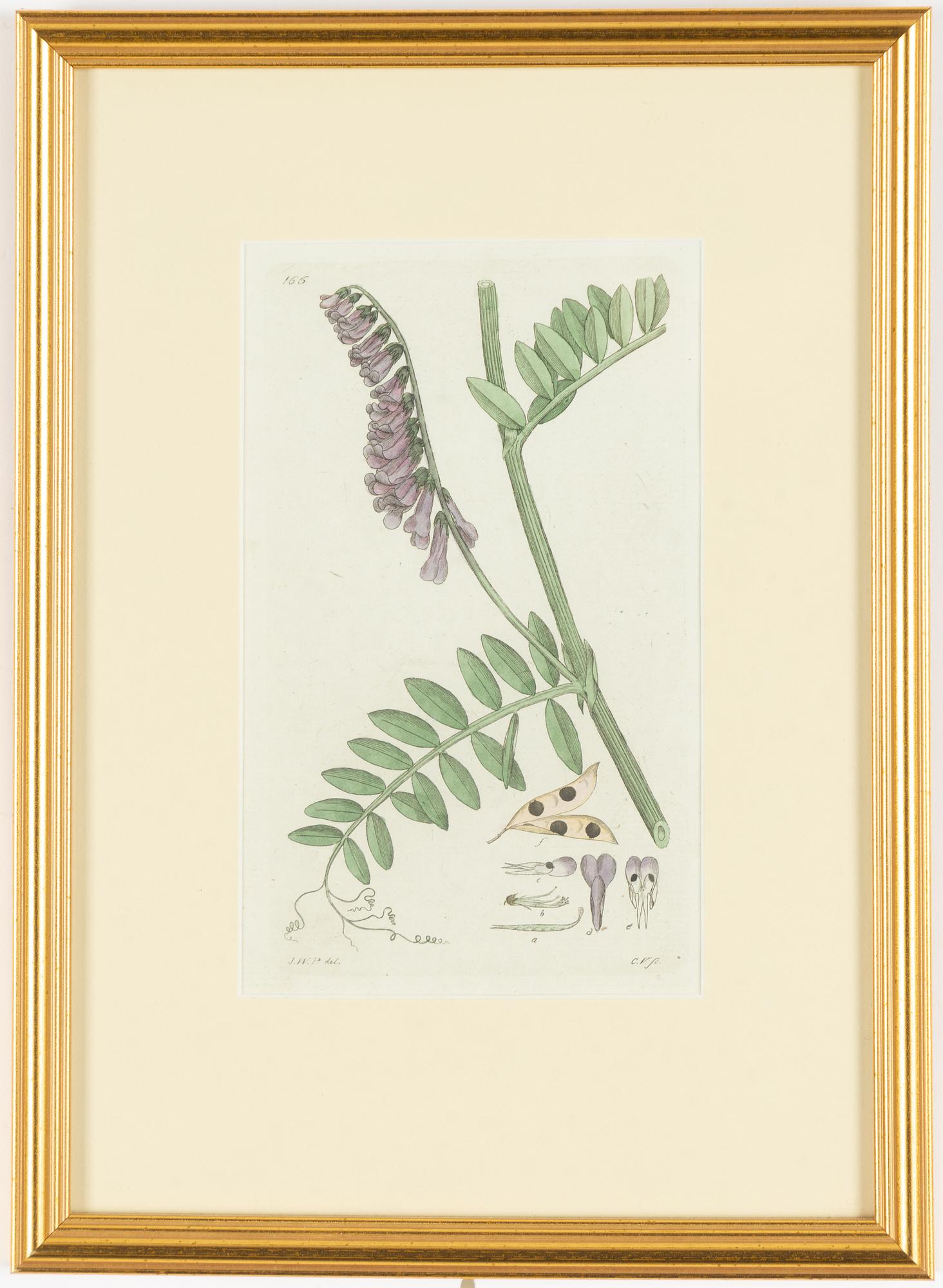 Twelve hand-coloured engravings, J.W. Palmstruch, from 'Svensk Botanik', 1802-1840.