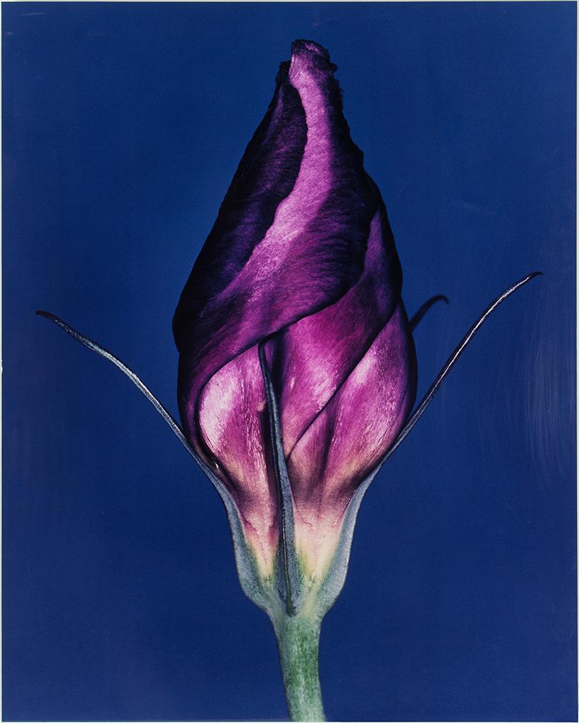 HELENE SCHMITZ, Fotografi monterat på aluminium signerat och daterat 2001 och numrerat 1/10 a tergo.