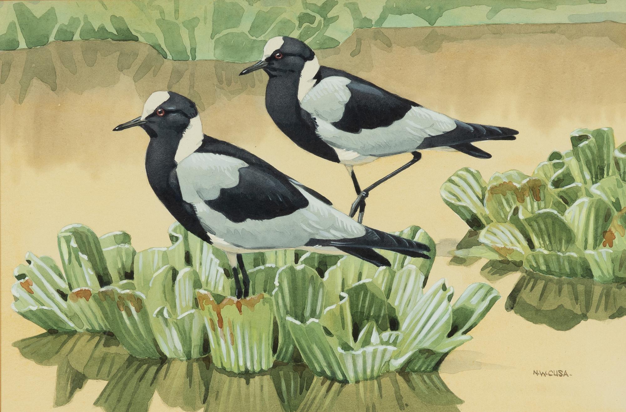 Noel William Cusa, 'Blacksmith Plovers'.