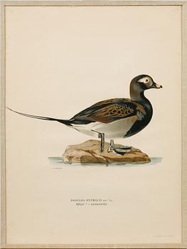 Ten prints from M and W von Wrights book "Svenska fåglar", printed at A. Börtzells in Stockholm, 20th century.