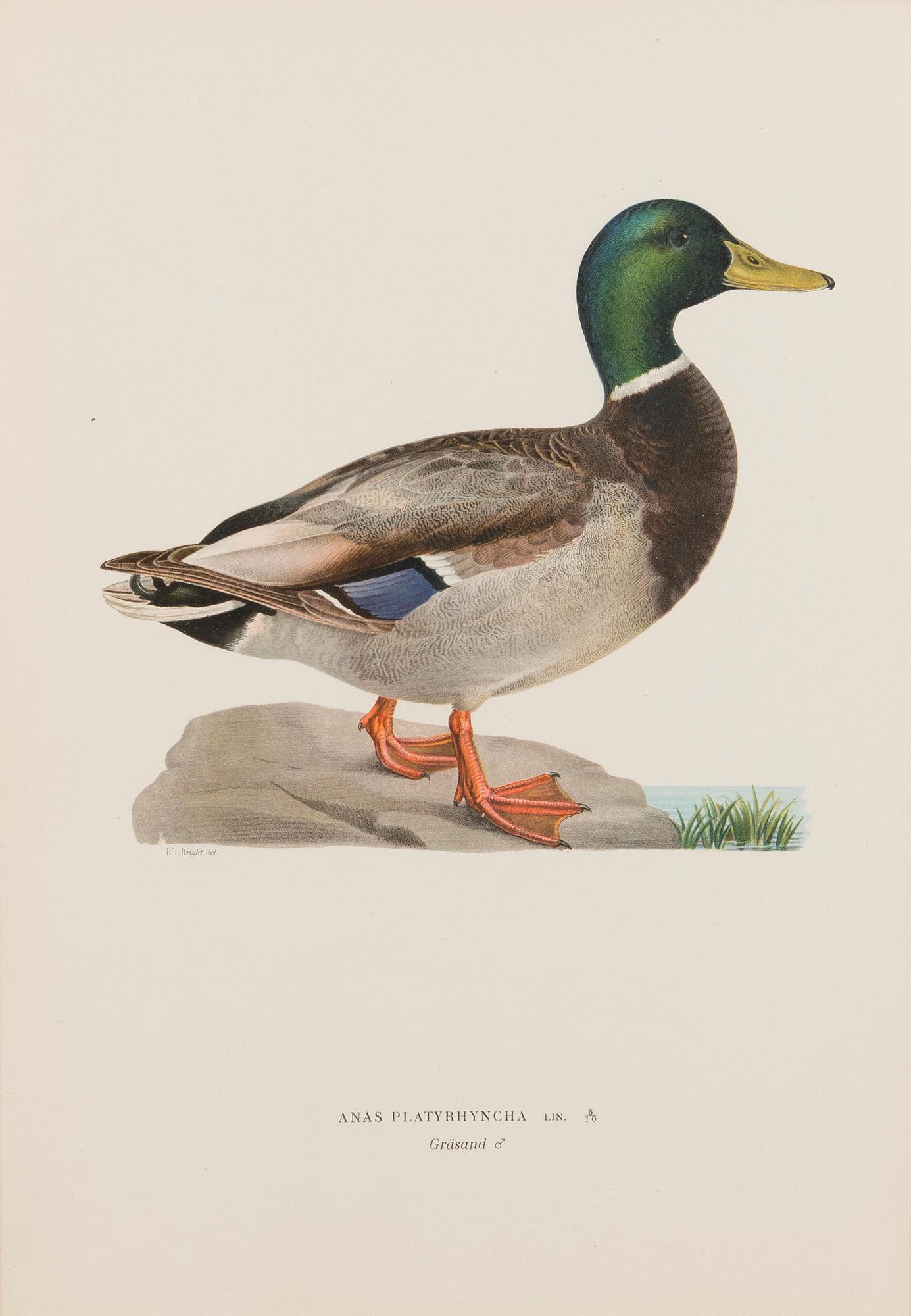 LITOGRAFIER, 5 st, efter Wilhelm von Wright och Bror Hallberg. A. Börtzell, Stockholm.