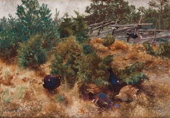 749. Bruno Liljefors, Black grouses in autumn.
