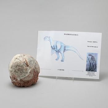 DINOSAURIEÄGG, fossil.