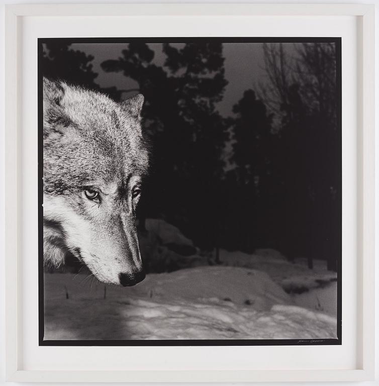 Hans Gedda, "Wolves", 2002.
