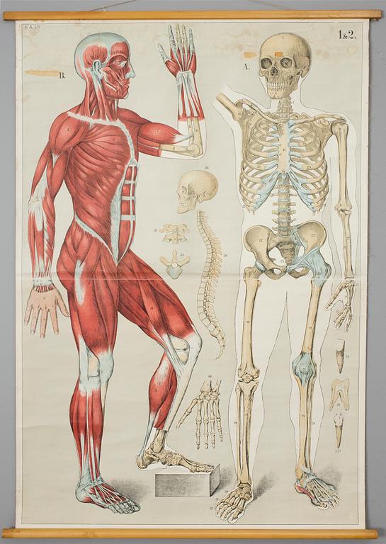 PLANSCH, 1900-talets första hälft.