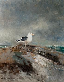 Mosse Stoopendaal, BACKED GULL.
