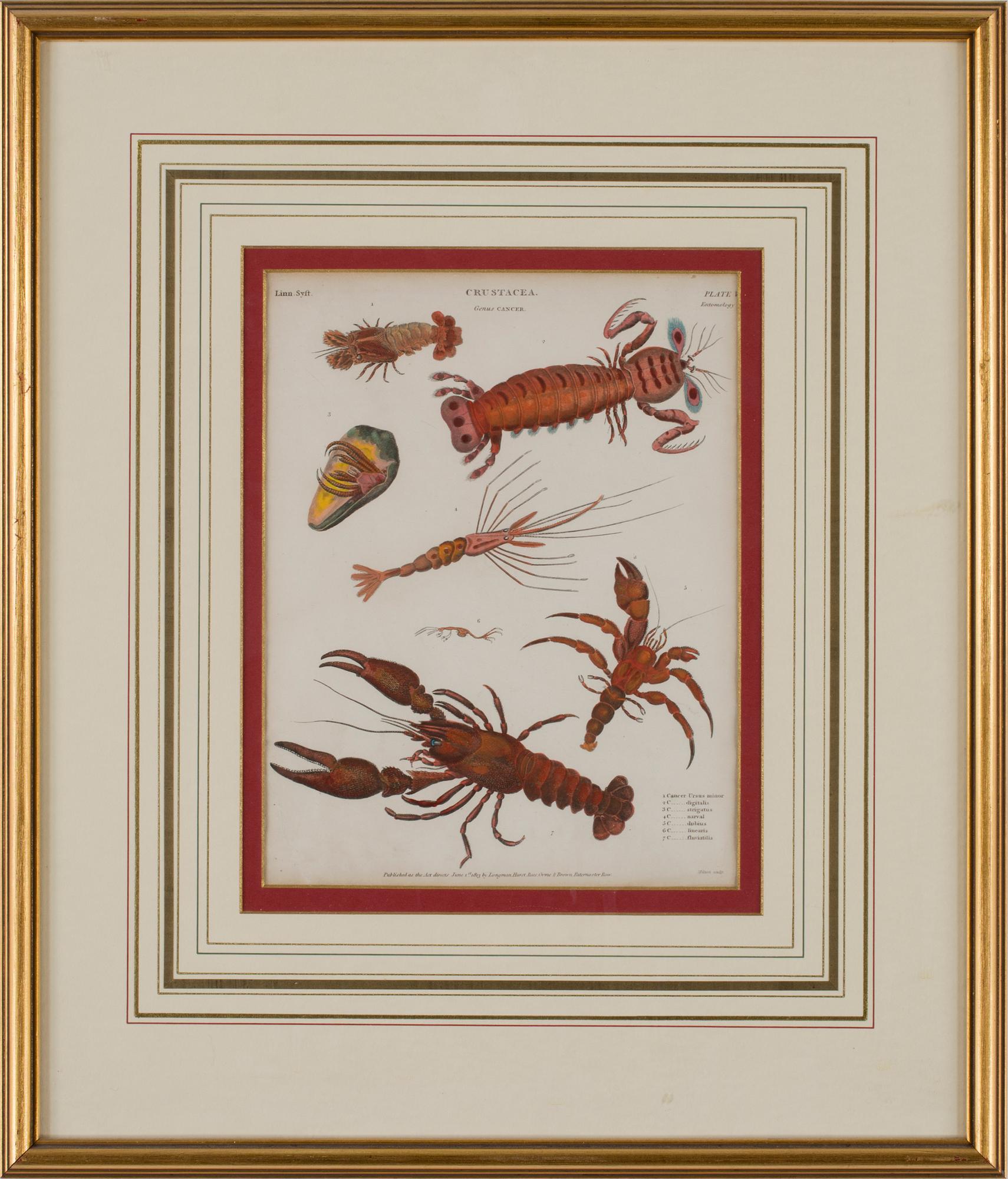 GRAVYRER, 4 stycken, tryck av Longman Hurst, Rees, Orme & Brown, Paternoster Row, tidigt 1800-tal..