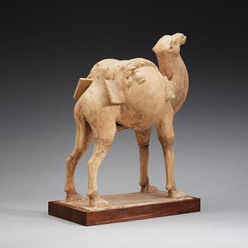 A yellow glazed figure of a camel, Tang dynasty (608-906).