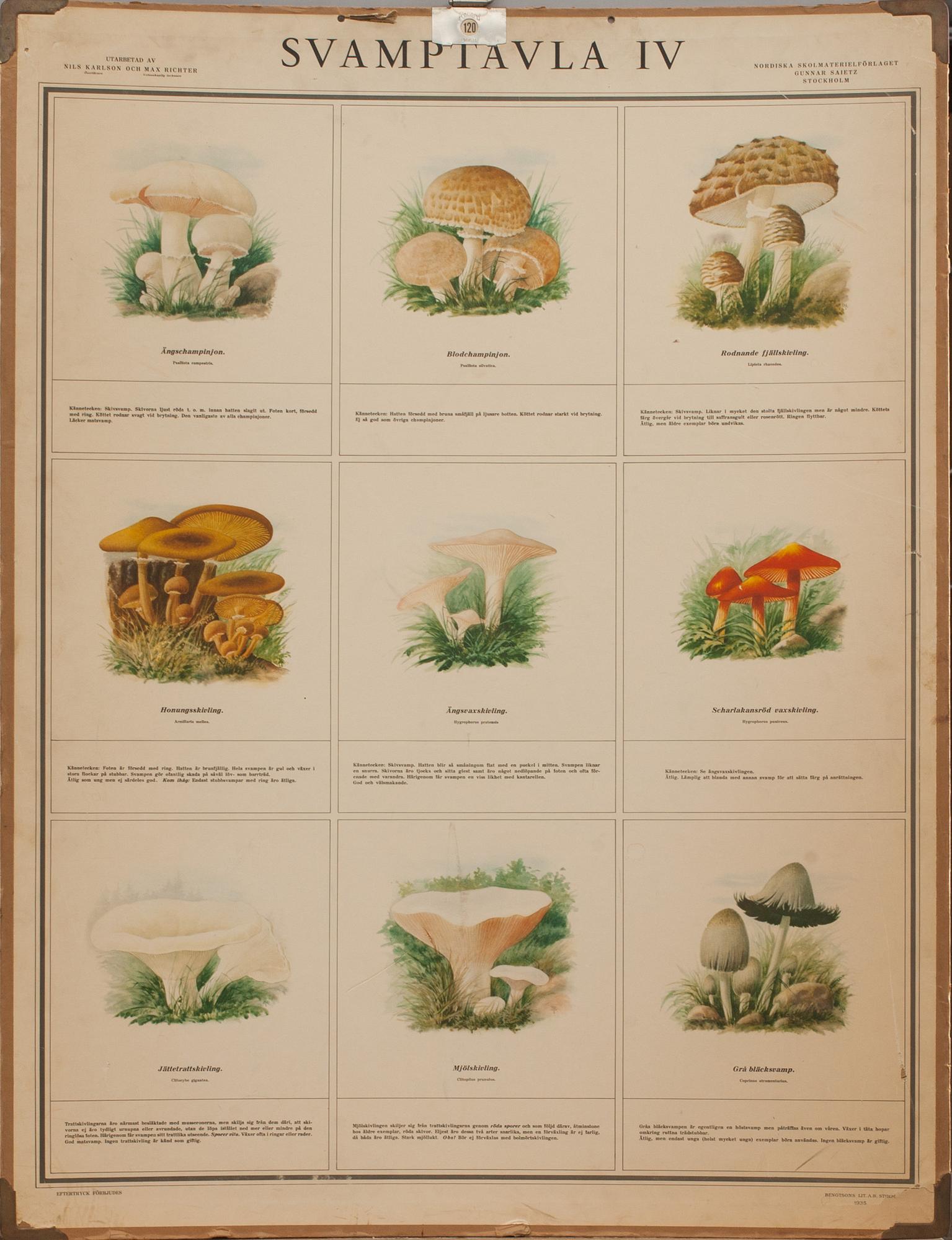 SKOLPLANSCHER, 4 st, "Svamptavla I-IV". Bengtsons Lit. AB. Sthlm 1935.