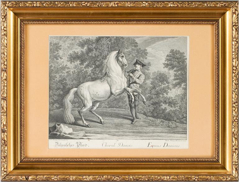 JOHANN ELIAS RIDINGER, kopparstick. 1700-tal. Sign i plåten.