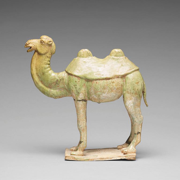 A potted green glazed figure of a camel, Tang dynasty, (618-907).