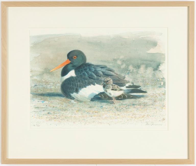 Lars Jonsson, Oystetrcatcher.